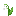 Lily of the Valley